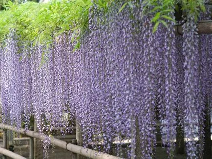 Ca creștere Wisteria
