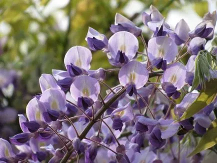 Ca creștere Wisteria