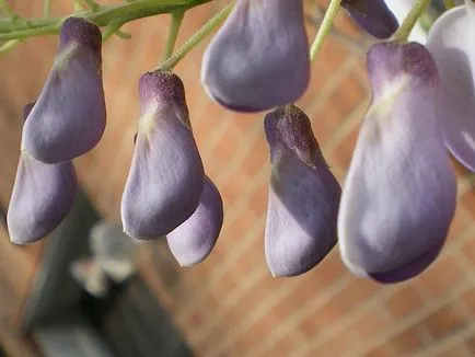 Ca creștere Wisteria