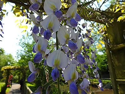 Ca creștere Wisteria