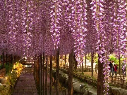 Ca creștere Wisteria