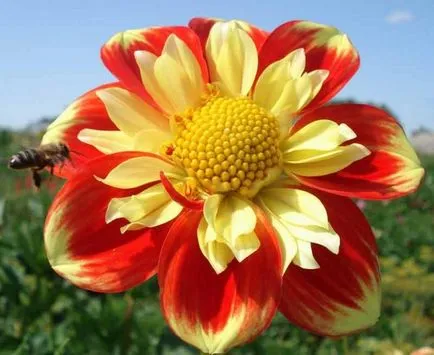 Cum să planteze tuberculii de dalii