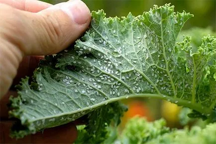 arbori de prelucrare de afide