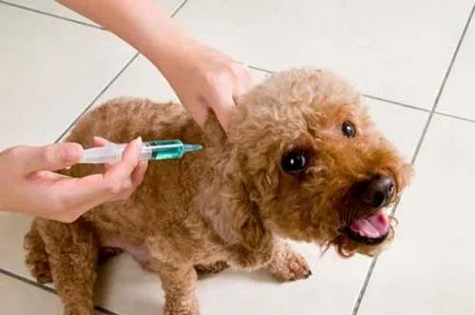 Vaccinările pentru câini care au