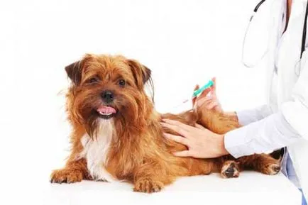 Vaccinările pentru câini care au