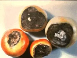 Cum să se ocupe cu putregaiul apicale tomate