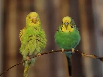 Ca budgies vărsat