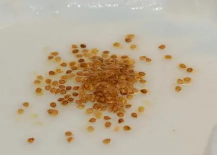 Cum să se ocupe cu putregaiul apicale tomate