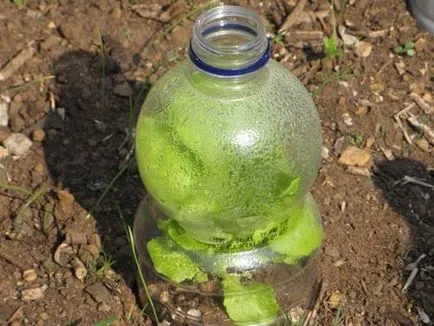 Cum respira plante