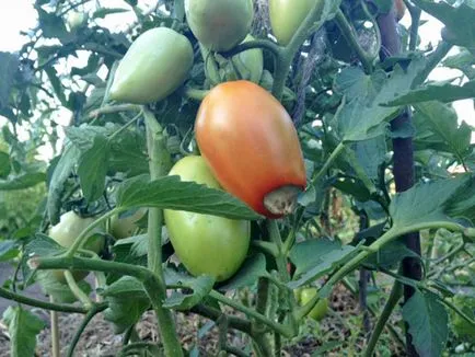 Cum să se ocupe cu putregaiul apicale tomate Cum să se ocupe cu putregaiul apicale tomate