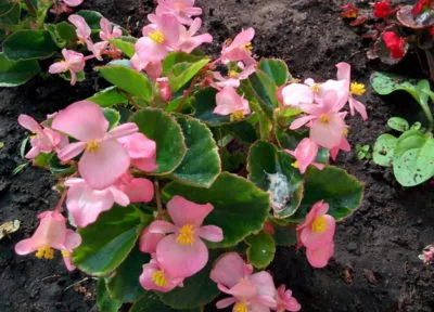paturi de flori în umbră paturi de flori în umbră