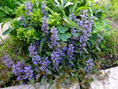 paturi de flori în umbră paturi de flori în umbră