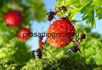 Producția de furnici în grădină