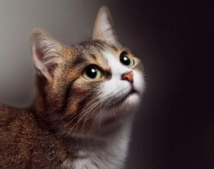 Dacă sunteți mușcat de o pisică