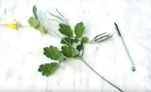 Cum sa scapi de veruci plantare