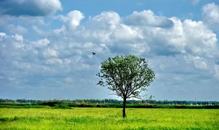 Cum natura poluării Cum natura poluării
