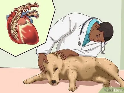 Worm infestare la câini
