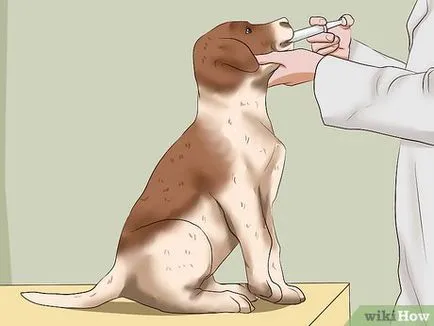 Worm infestare la câini