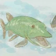 Creion pisica desen