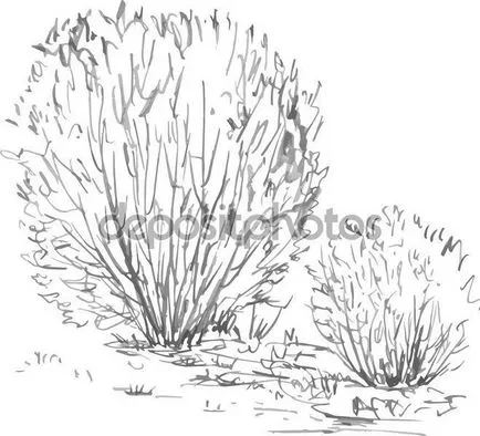 Cum de a desena un creion Bush