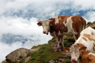 Ce este o vacă uscat