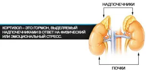 hormoni de stres hormoni de stres