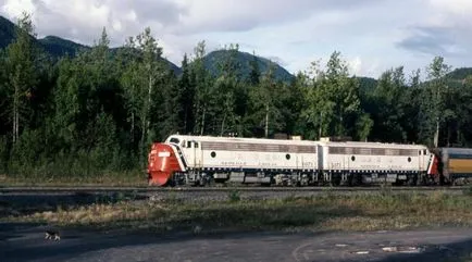 Ce transporta pisica