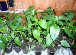 Cum de a planta ardei