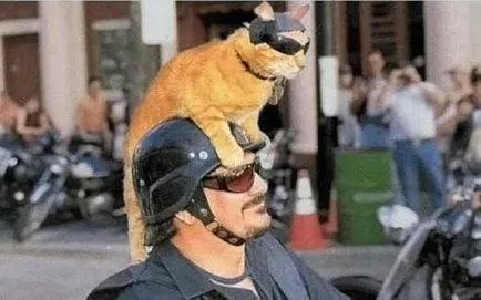 Ce transporta pisica