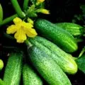 Castravetele Shchedryk Caracterizarea f1 și descrierea soiului, în special cultivarea și recenzii