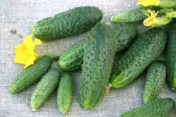 Castravetele Shchedryk descriere f1, avantaje, tehnologia de cultivare, îngrijire, semințe, comentarii, foto, video