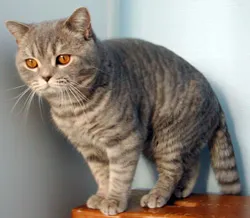 pisici tabby Culoare