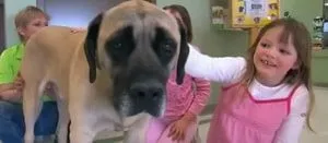 Descriere Rase de caini comentarii Bullmastiffului de gazde cu experiență și fotografii (Bullmastiff) Descriere Rase de caini comentarii Bullmastiffului de gazde cu experiență și fotografii