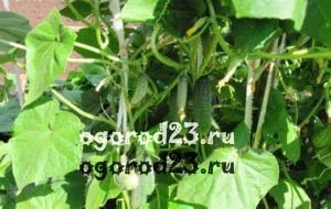 Castraveți, dovlecel, suc de fructe