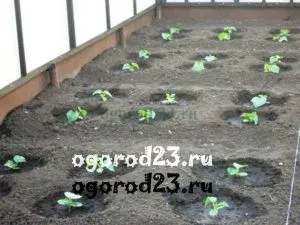 Castraveți, dovlecel, suc de fructe