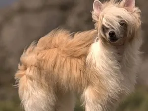 Descriere chineză cu creastă în jos rasa (chineză) Descriere chineză cu creastă în jos rasa
