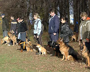 OKD, cursul general al dresajului, regulile și regulamentele OKD, pret, cost, echipa OKD