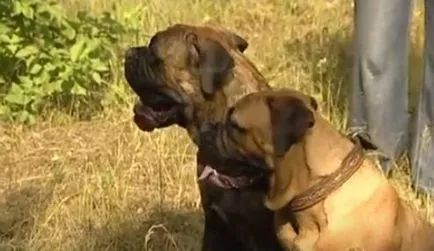 Descriere Rase de caini comentarii Bullmastiffului de gazde cu experiență și fotografii (Bullmastiff) Descriere Rase de caini comentarii Bullmastiffului de gazde cu experiență și fotografii