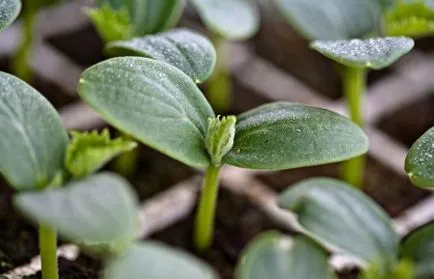 Castravetele Shchedryk descriere f1, avantaje, tehnologia de cultivare, îngrijire, semințe, comentarii, foto, video