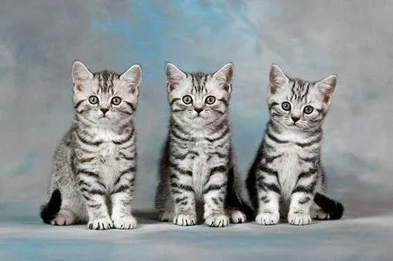 pisici tabby de culoare din Marea Britanie (Foto) (culoare tabby britanic de culoare pisoi tabby tabby foto color) pisicile tabby culoare din Marea Britanie (foto)