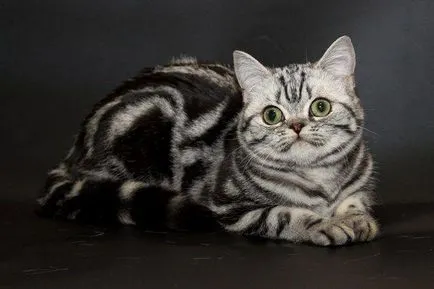 pisicile tabby culoare din Marea Britanie (Foto) (color) pisicile tabby culoare din Marea Britanie (foto)