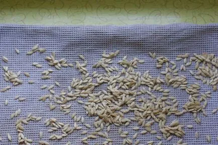 Castravetele Shchedryk descriere f1, avantaje, tehnologia de cultivare, îngrijire, semințe, comentarii, foto, video