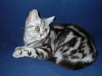 pisici tabby de culoare din Marea Britanie (Foto) (culoare tabby britanic de culoare pisoi tabby tabby foto color) pisicile tabby culoare din Marea Britanie (foto)