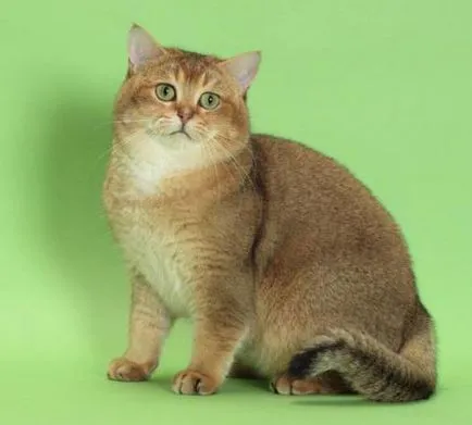 pisicile tabby culoare din Marea Britanie (Foto) (tabby) pisicile tabby culoare din Marea Britanie (foto)