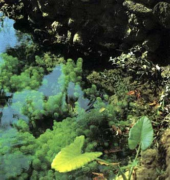Cum de a planta plantele din acvariu Cum de a planta plantele din acvariu