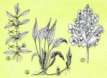 Cum de a planta plantele din acvariu Cum de a planta plantele din acvariu