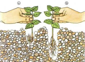 Cum de a planta plantele din acvariu Cum de a planta plantele din acvariu