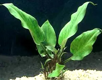 Cum de a planta plantele din acvariu Cum de a planta plantele din acvariu