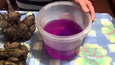 Cum să planteze tuberculii de dalii