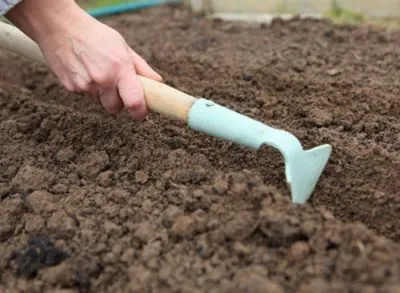 Cum să planteze tuberculii de dalii